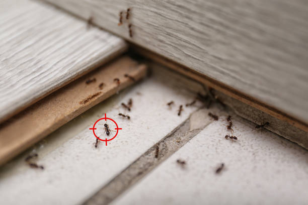 Best Spider Control Near Me  in Spanish Fort, AL