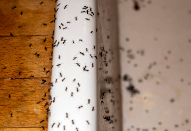 Best Best Pest Control Companies  in Spanish Fort, AL