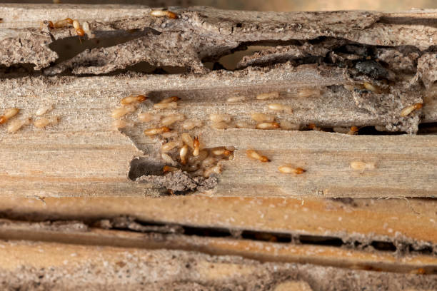 Best Local Pest Control Services  in Spanish Fort, AL