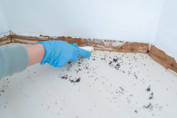 Best Flea Control Services  in Spanish Fort, AL